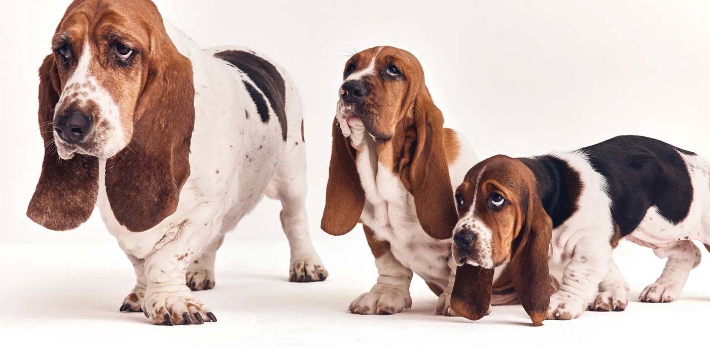 Three basset hound dogs