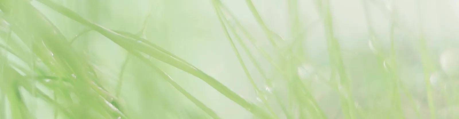 A light green background of blurry grass with black text that says 25% Off Spring Faves and Almost Everything Else! Use code: SPRING25. Exclusions apply. Shop Now.