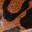 Bristol Sandal Brown Leopard Print Synthetic view