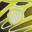 Tubes Sport Running Shoe - Men's Neon Lime Green view