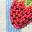 Strawberry Stripe Clutch Multicolor view