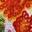 Keely Mule Beige/Multicolor Floral view