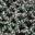 x Campana Brothers Papel Jelly Flat - Kids' Dark Green view