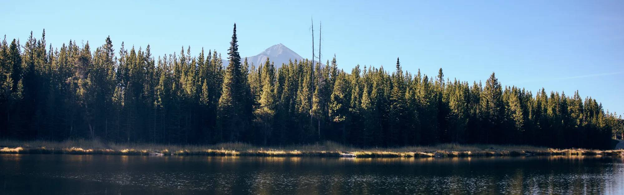 Trees and a river landscape in Montana.
