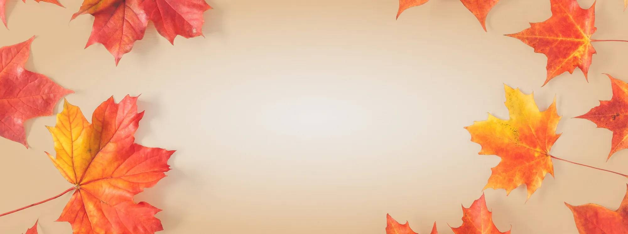 Fall maple leaves in the background